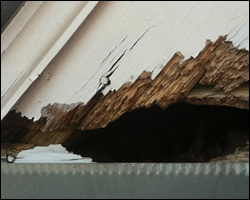 Squirrel damage in Stanley VA