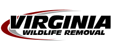 Stanley Wildlife Removal